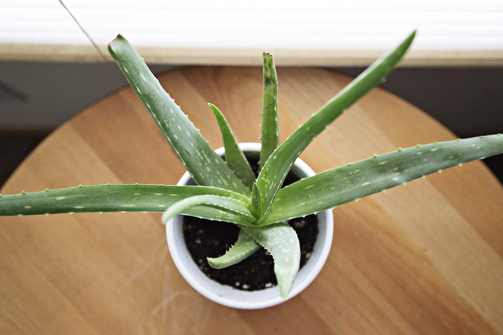 How to Use Pure Aloe for More Than Just Sunburn