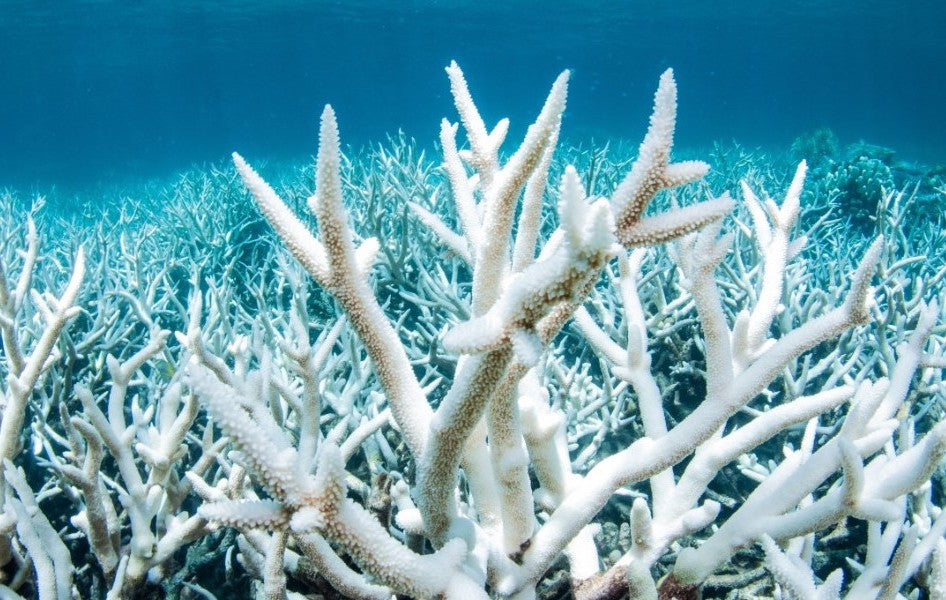Hawaii Works to Ban Sunscreen that Harms Coral Reefs