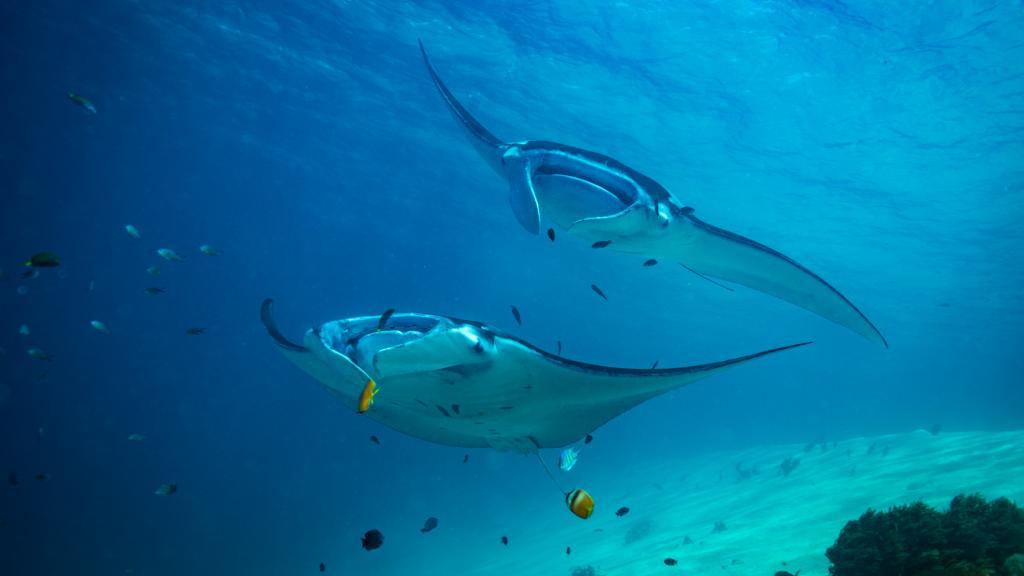 5 Places to Dive With Manta Rays